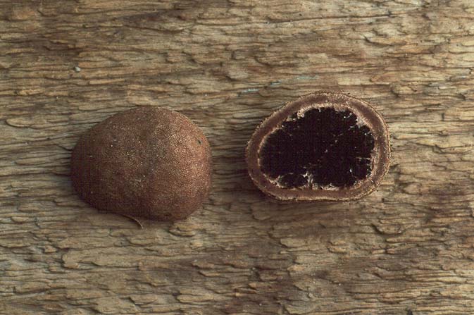 Elaphomyces muricatus